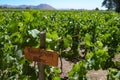 Grape varietals growing in the Concha y Toro vineyards. Santiago, Chile Royalty Free Stock Photo