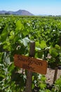 Grape varietals growing in the Concha y Toro vineyards. Santiago, Chile Royalty Free Stock Photo