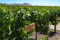 Grape varietals growing in the Concha y Toro vineyards. Santiago, Chile Royalty Free Stock Photo