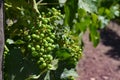 Grape varietals growing in the Concha y Toro vineyards. Santiago, Chile