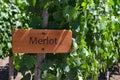 Grape varietals growing in the Concha y Toro vineyards. Santiago, Chile Royalty Free Stock Photo