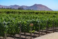 Grape varietals growing in the Concha y Toro vineyards. Santiago, Chile Royalty Free Stock Photo