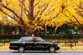 Tokyo Taxi on yellow ginkgo tree street Jingu gaien avanue