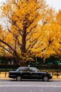 Tokyo Taxi on yellow ginkgo tree street Jingu gaien avanue