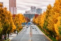 Tokyo yellow ginkgo tree along Gaien Higashi Dori street in autumn