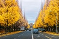 Tokyo yellow ginkgo tree along Jingu Gaien avanue in autumn