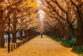 Tokyo yellow ginkgo tree street Jingu gaien avanue in autumn