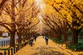 Tokyo yellow ginkgo tree street Jingu gaien avanue in autumn