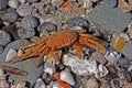 Decaboda/Brachyura: Dead crab with 7 legs, Masirah Island, Oman