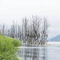 Decade trees in lake