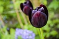 Decadent black tulips