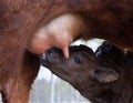 Decalf with milk
