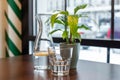 A decanter of water and lemon stands on the table next to a flower and a glass. healthy drink Royalty Free Stock Photo