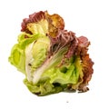 Decay of Freshness Rotten Butter Head Lettuce Illustrating Unhealthy Eating Habits Kitchen Spoiled Ingredient, Generative Ai