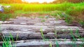 Decay wooden planks bridge which farmers use to cross to their paddy fields