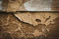 Decay wooden wall damaged by termites