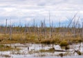 Decayed dry trees in swamp