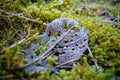 Decayed fallen leaf lies on a moss