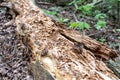 Decayed fallen tree in forest floor Royalty Free Stock Photo