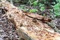 Decayed fallen tree in forest floor Royalty Free Stock Photo