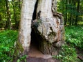 Decayed giant oak in the primeval forest, Bialowieza, Poland Royalty Free Stock Photo