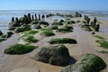 Decayed groin on the beach of an island