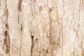 Decayed grunge old wood skin patterns , nature wall background