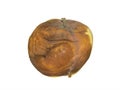 Decayed old juicy apple. Old brown rotten apple on white isolated background. Organic and infected putrid fruit, metamorphosed. Royalty Free Stock Photo