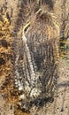 Decayed Smashed Barrel Cactus Skelton shell Texture plant Organic Nature Photography