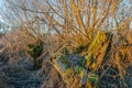 Decayed tree trunk covered with moss