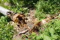 Decayed trunk of a large tree Royalty Free Stock Photo