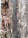 Decayed Wood Texture Background, Rotten Wooden Surface Close-Up Royalty Free Stock Photo