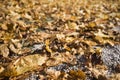 Decaying autumn leaves on asphalt