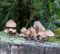 Decaying bleeding fairy helmet, fungus found on old tree trunk