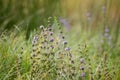 Decaying broadleaved lavender in a green field Royalty Free Stock Photo