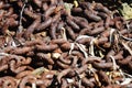 Decaying brown old chain on the beach, minerals, abstract background Royalty Free Stock Photo