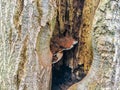 Decaying dead tree trunk with hole and mushroom inside Royalty Free Stock Photo