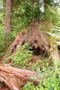 Nurse log stump in Olympic National Park supports new trees