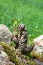 Decaying Eves Needle cactus closeup in HuascarÃÂ¡n National Park Royalty Free Stock Photo