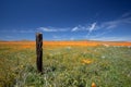 Decaying fence post in meadow of California Golden Poppies during springtime super bloom in southern California high desert Royalty Free Stock Photo