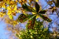 Large Colourful Decaying Horse Chest Tree Leaves in Autumn.