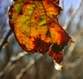 Decaying leaf