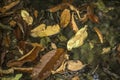 Decaying leaves in water