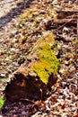 Decaying Moss Covered Log Section