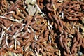 Decaying old chain on the beach, minerals, abstract background Royalty Free Stock Photo