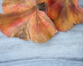 Decaying orange and brown leaves clustered on a gray weathered picnic table with space for text