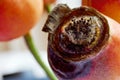 Decaying orange rose hips in winter Royalty Free Stock Photo