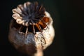 DECAYING POPPY SEED POD EXPOSING INNER STRUCTURE OF CAPCULE Royalty Free Stock Photo