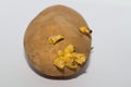 Decaying Potato On A White Background Royalty Free Stock Photo