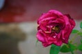 Decaying Red Rose in the Garden Royalty Free Stock Photo